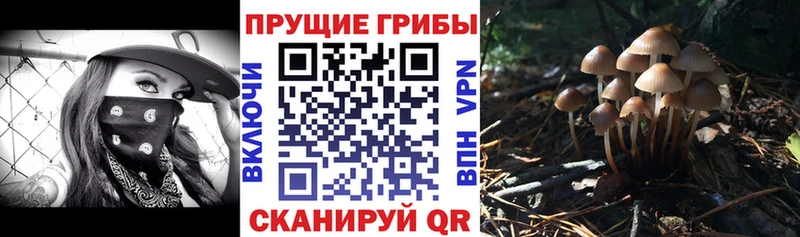 Галлюциногенные грибы прущие грибы  Великий Устюг 